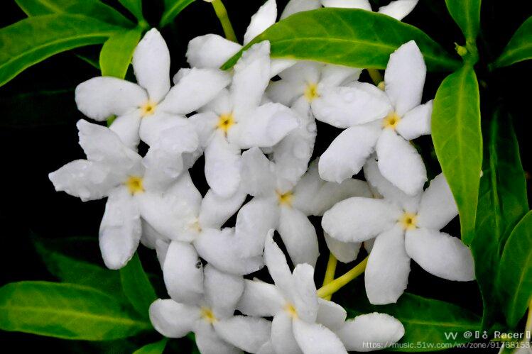 洁白清纯善良的珍珠马茶花首发