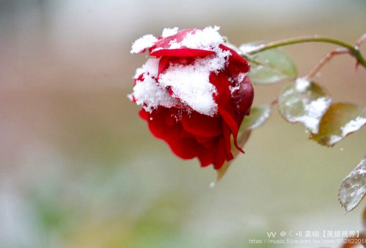 冬天的雪地玫瑰