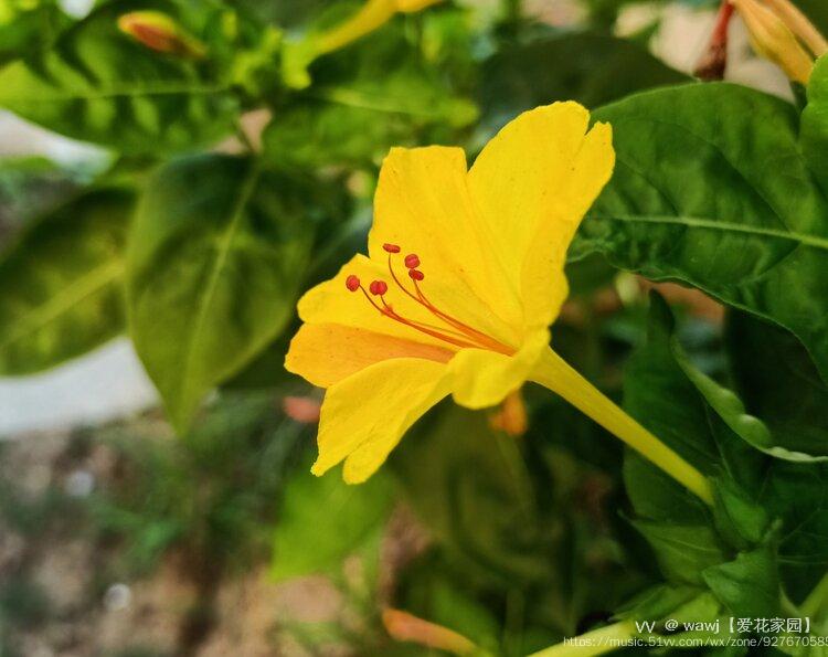 黄色的粉茉莉首发