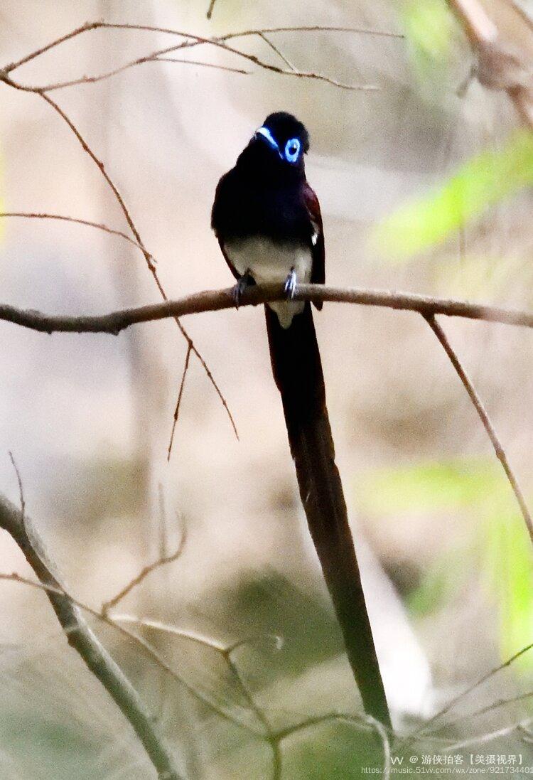 前段時間在越秀公園出現了較為難得一見的神獸紫壽帶鳥,引來了不少