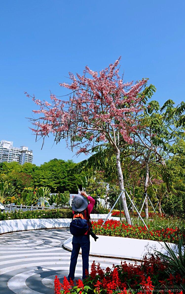 泰国樱花·花旗木【首发】