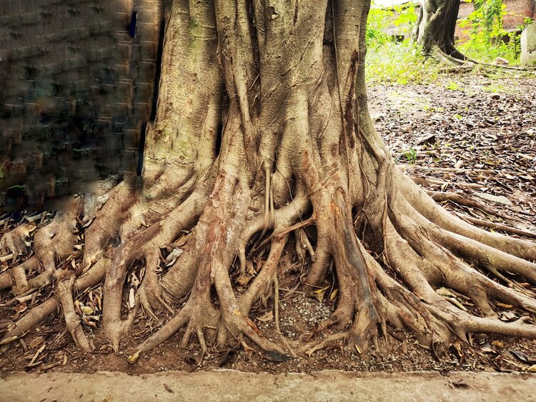 根植大地荫蔽人间