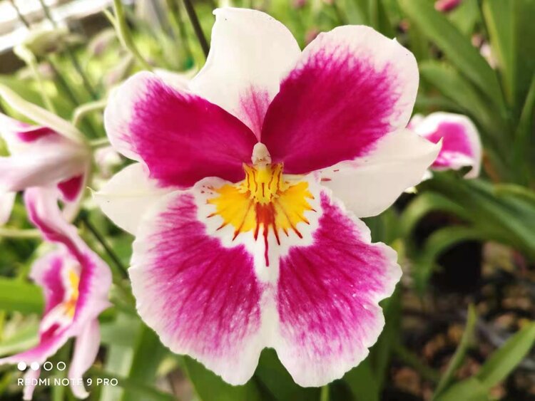 米尔特兰它的花心跟一个个仙女下凡是的