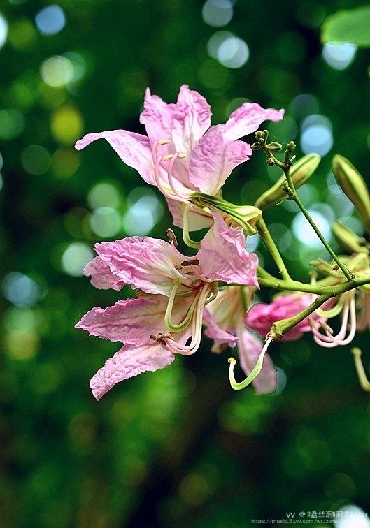 花城廣州粉花羊蹄甲