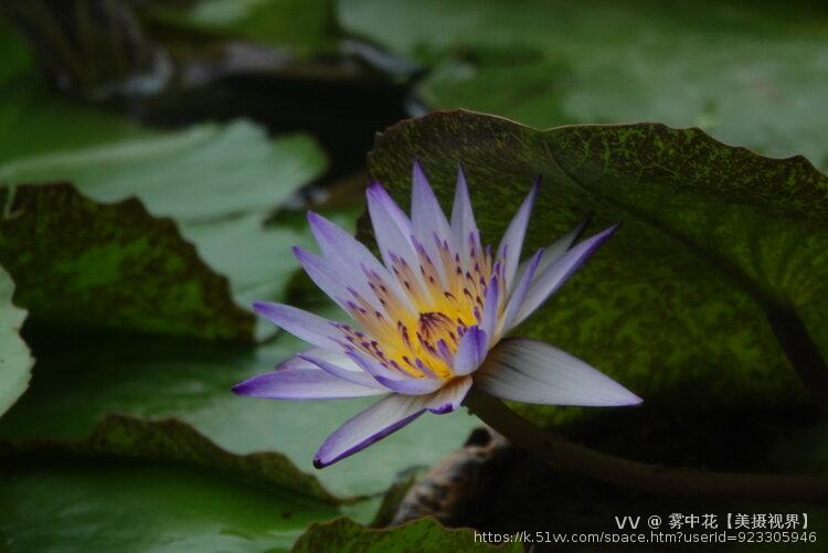 雾中花【美摄视界】