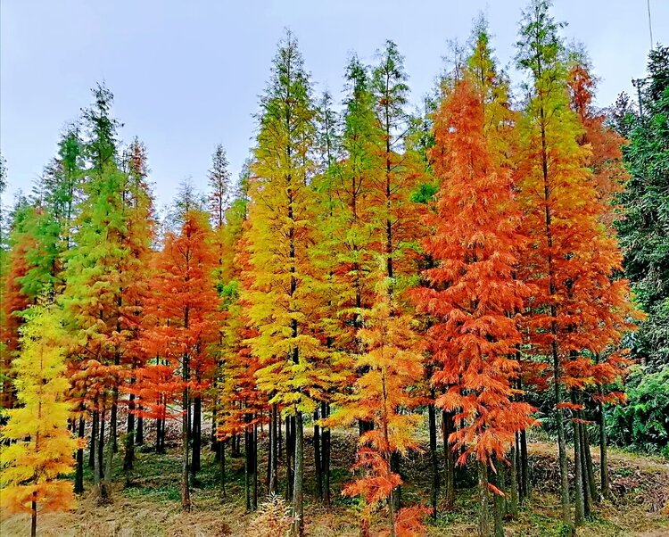 隨著寒冬漸深,天井山森林公園這裡的紅杉林漸變黃綠,金黃,褐紅,枝葉