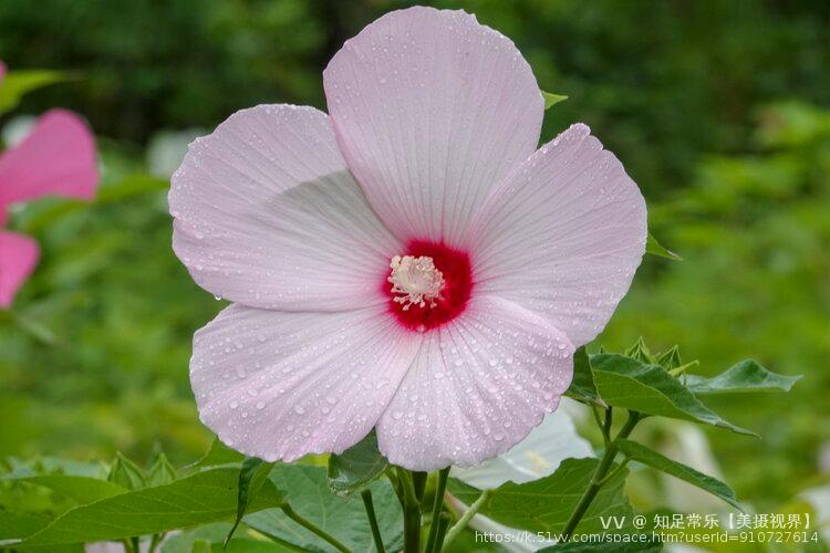 知足常乐【美摄视界】