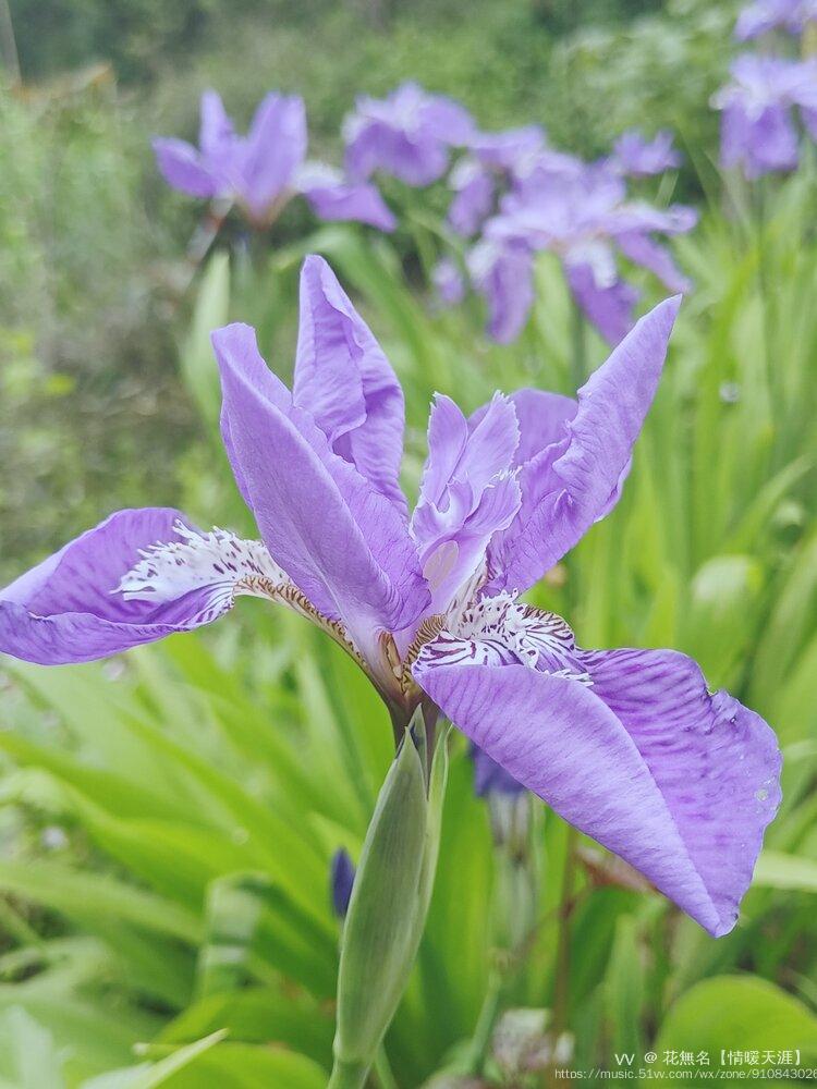 鸢尾花主要色彩为蓝紫色,有"蓝色妖姬"的美誉,鸢尾花因花瓣形如鸢鸟