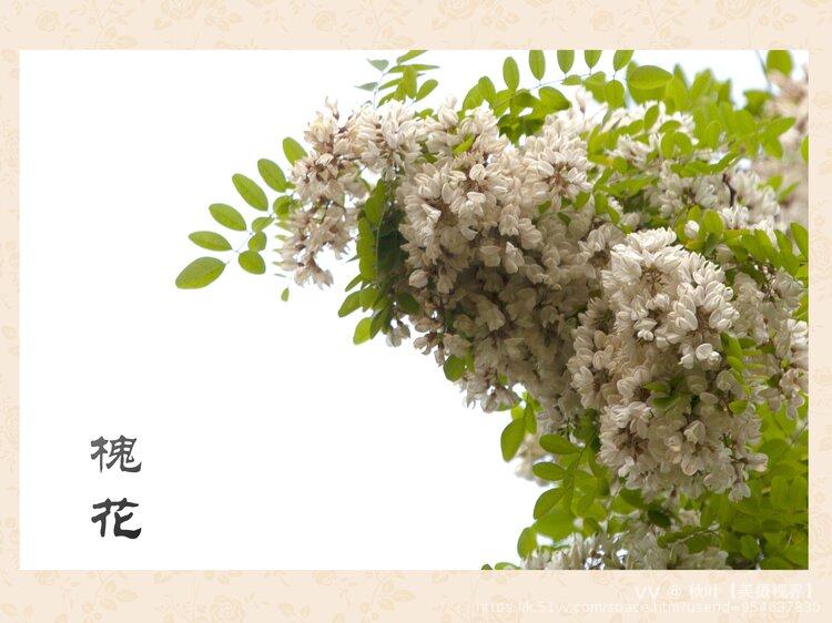 秋叶【美摄视界】