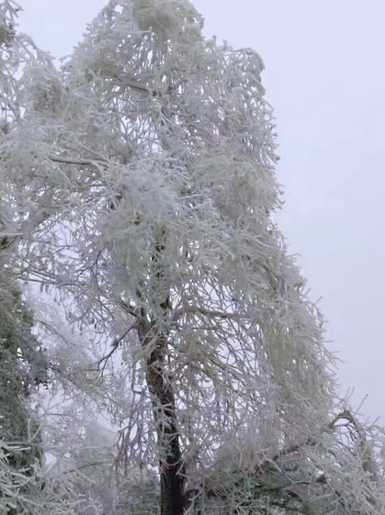 琼树银花,分外妖娆-2