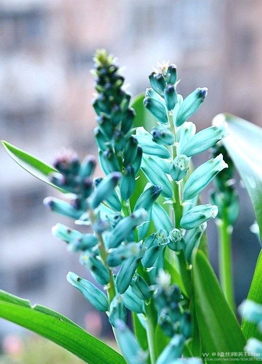 花城广州蓝绿松石立金花