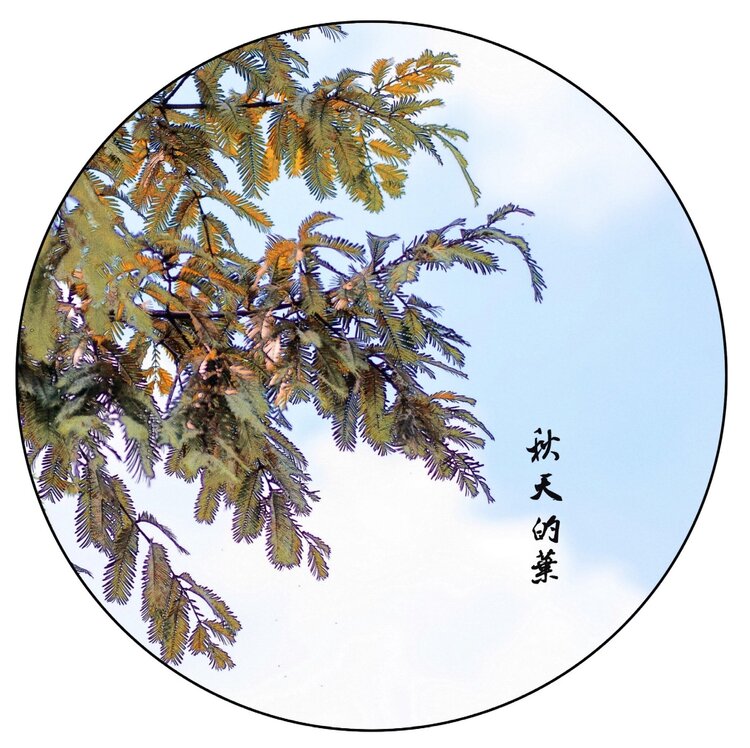 娑婆迷离【文声汇影】