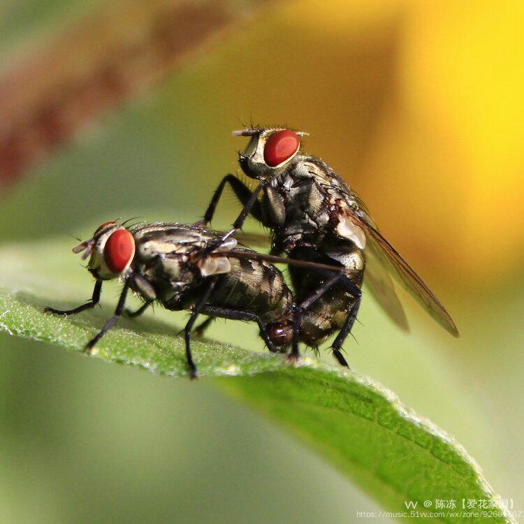 微距拍蝇原创首发