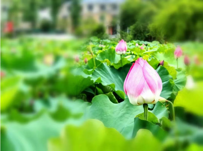 小浅🎤V娱热点