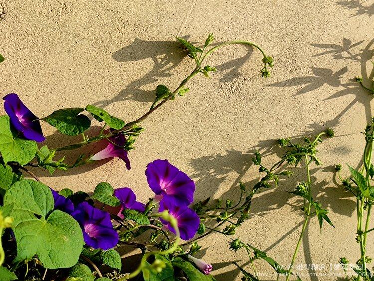 牵牛花结藤绕蔓追光影二vv首发