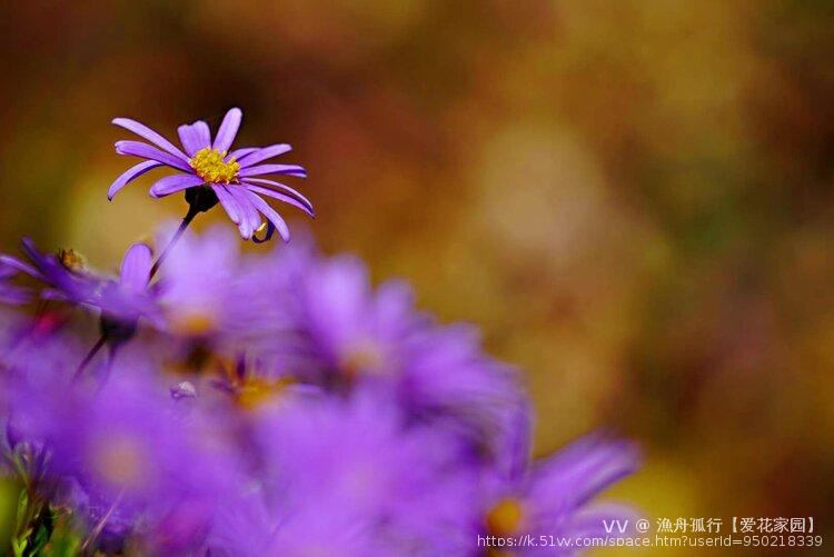 漁舟孤行【爱花家园】