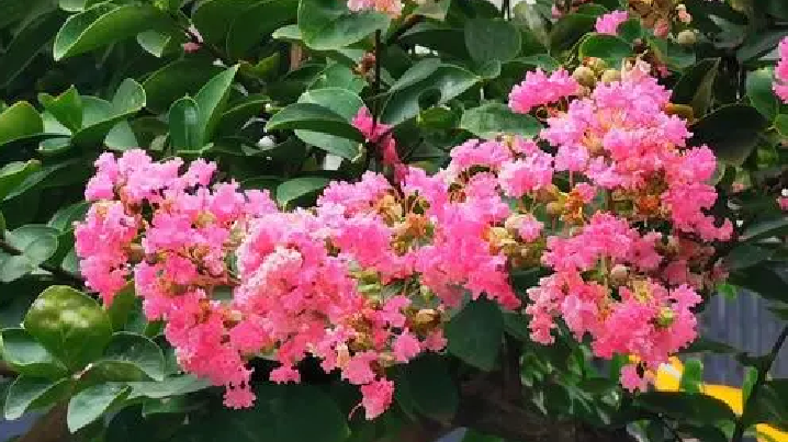 雪儿🎤V娱热点