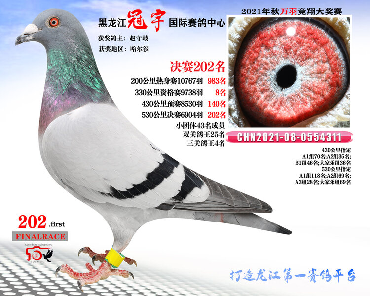 龙哥