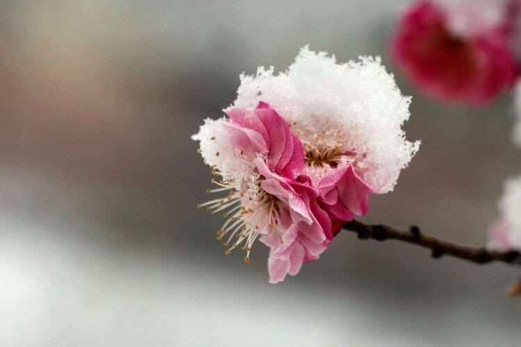 原创首发小梅香似初瑞雪空中舞