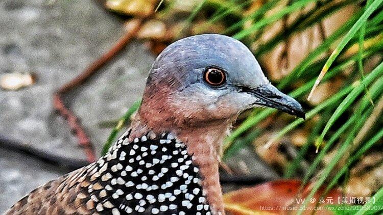 珠頸斑鳩首發