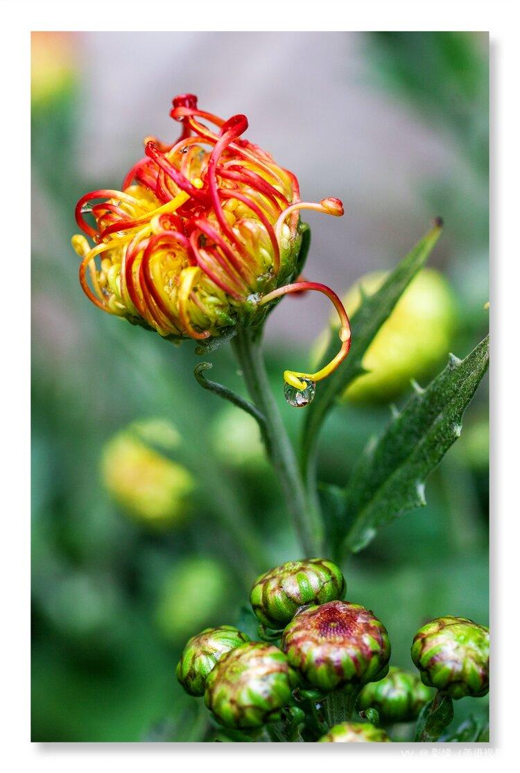 雨中野菊花图片图片