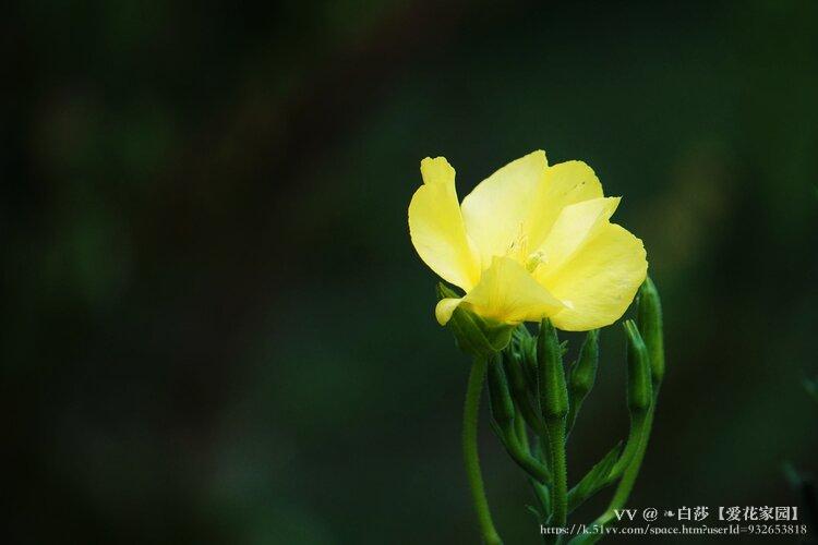 ❧白莎【爱花家园】