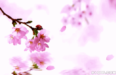 心中有景何处不是花香满径