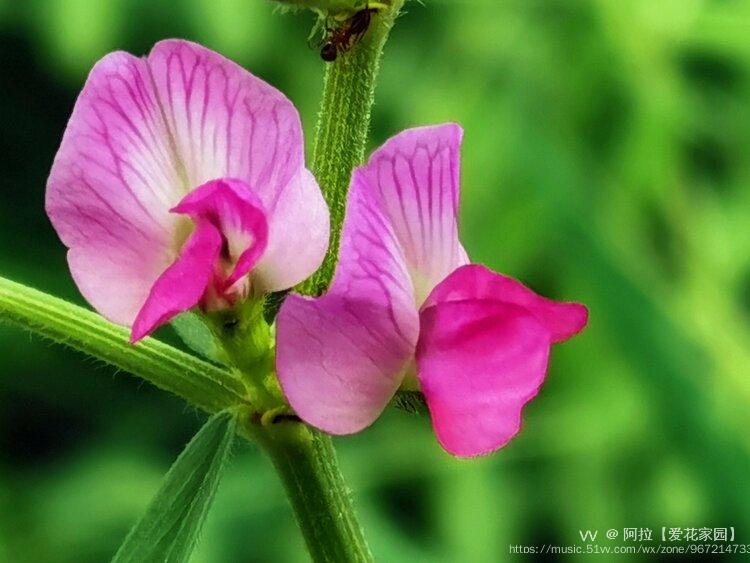 野豌豆花首發