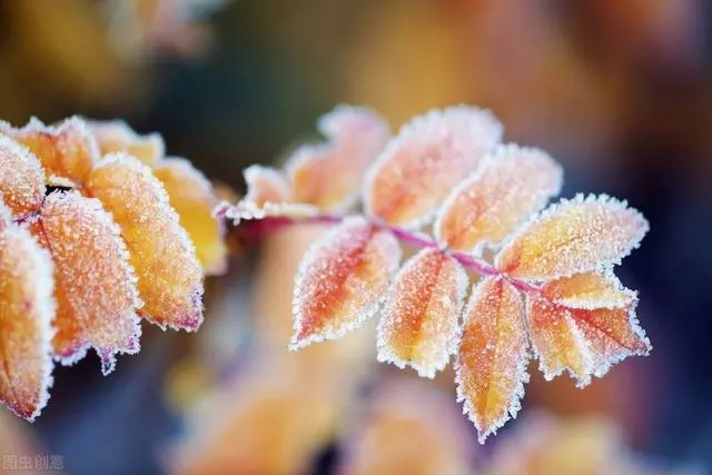 秋霜图片景色图片