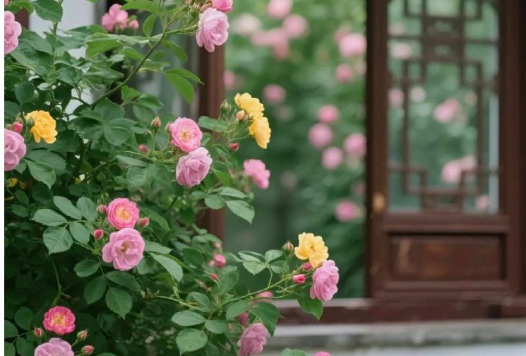 小浅🎤V娱热点