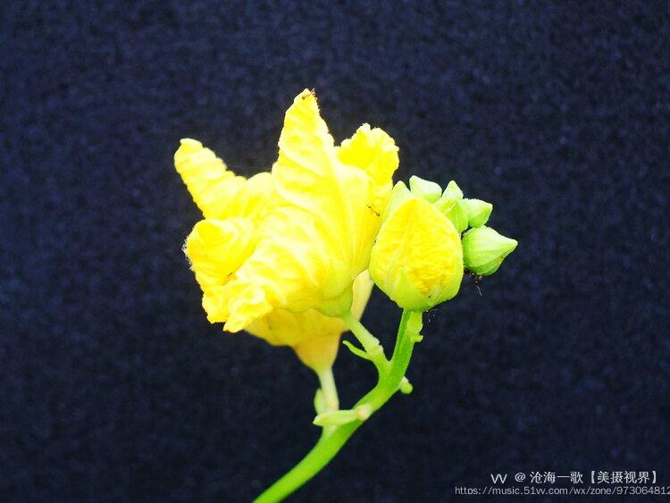 丝瓜花蕾独特美