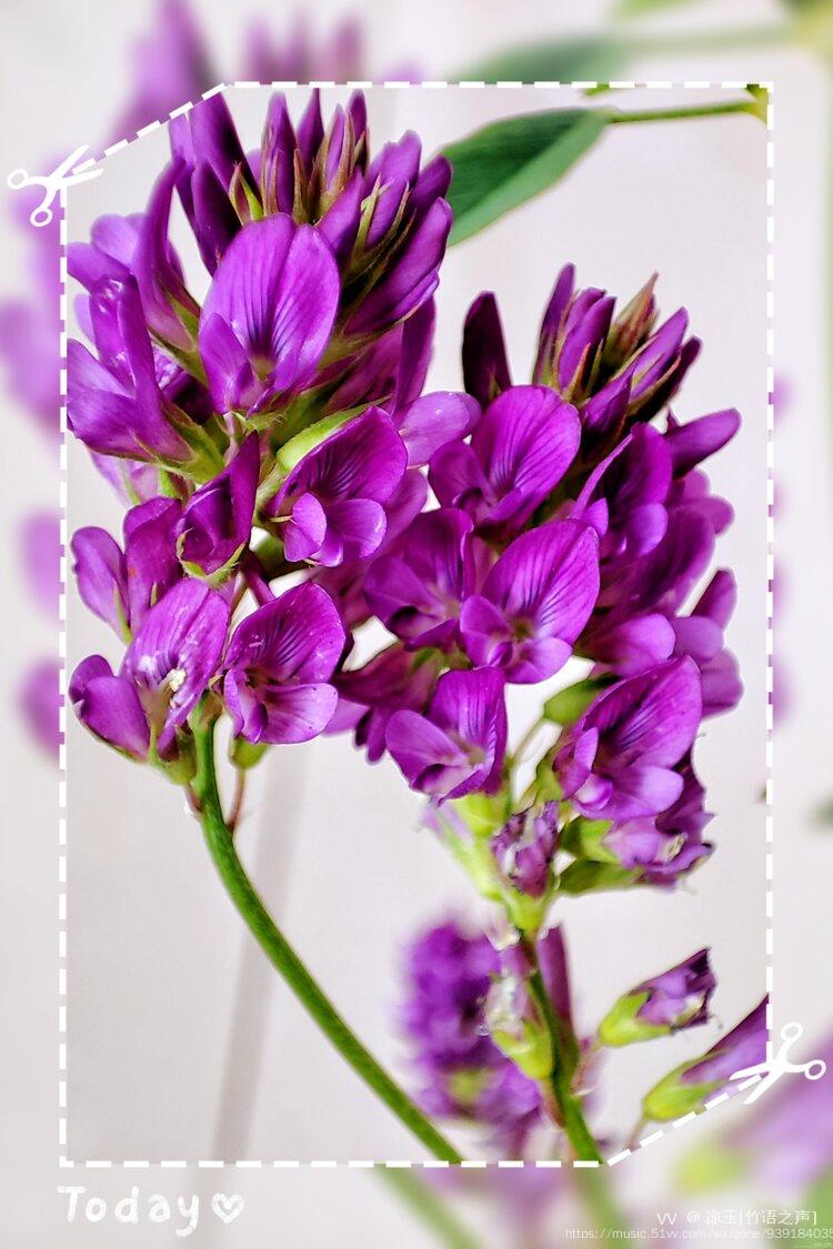 苜蓿:有着娇小可爱的花,花语是幸运,属性风.