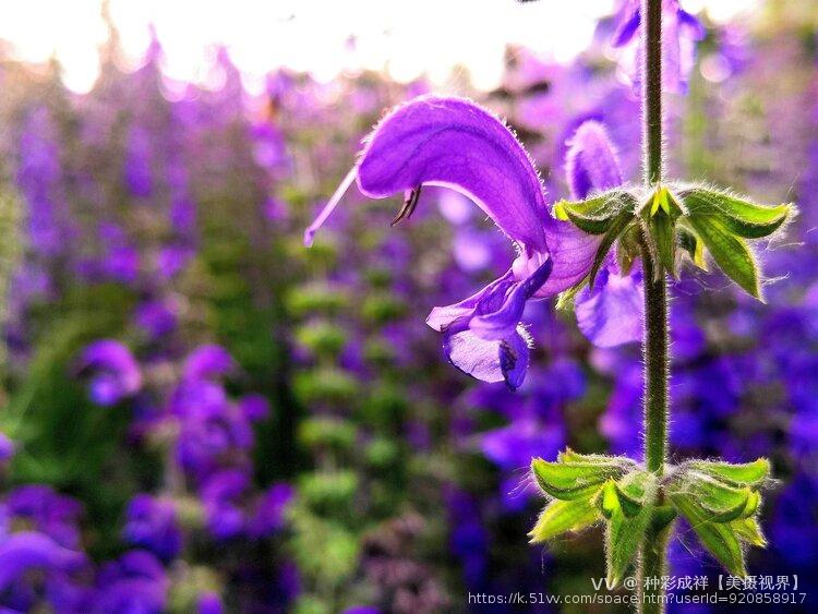 种彩成祥【美摄视界】