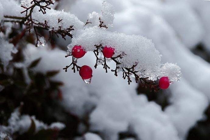 第一场雪 俊青图片