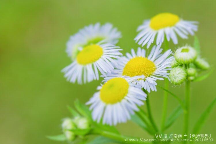 江南雨 ☔️【美摄视界】