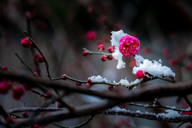 梅花雪中独自开的图片图片