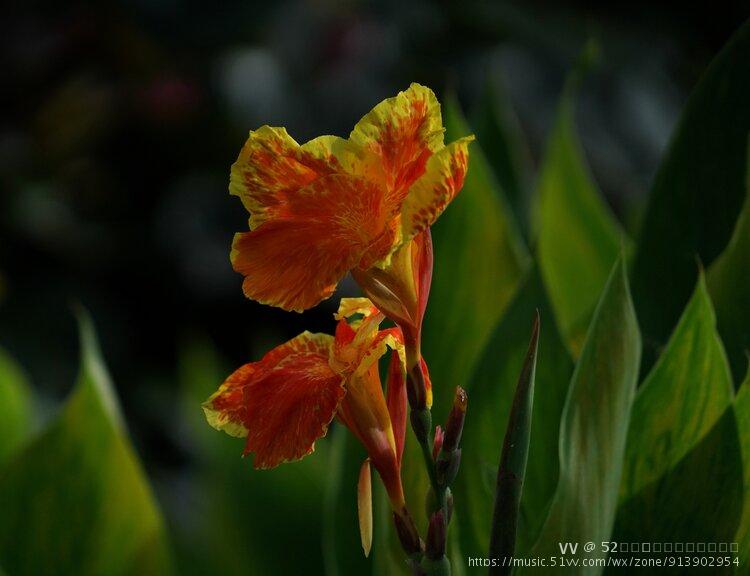 花中鸳鸯任缠绵