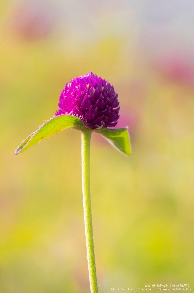 阳光☀️【美摄视界】