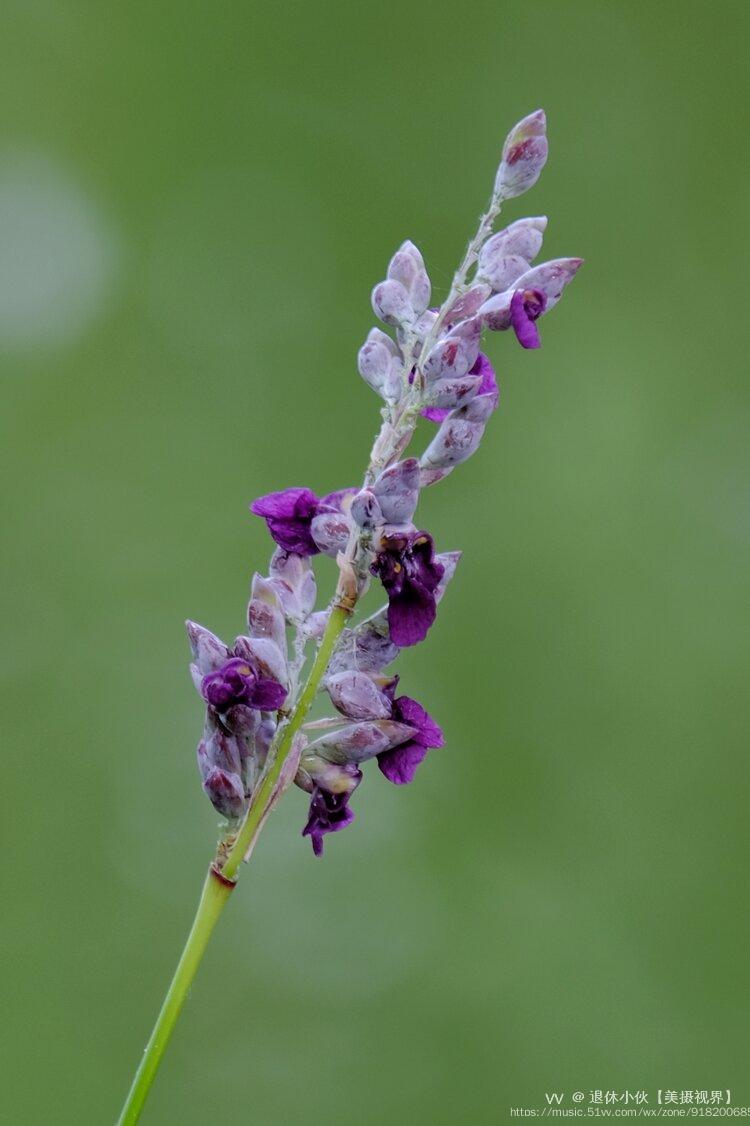 再力花象征什么(再力花的奇特之处)