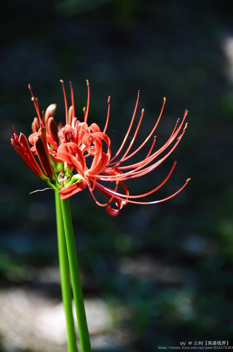 曼珠沙華首發