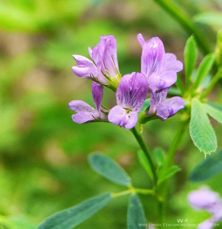 小苜蓿首发