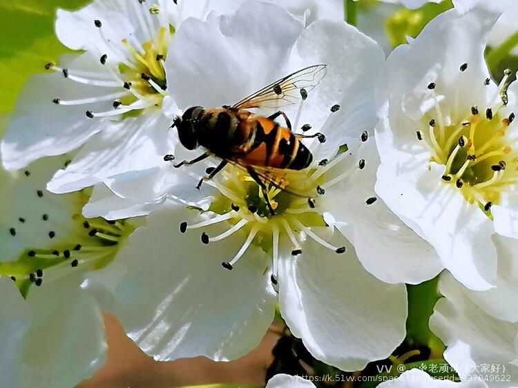 ♡※老顽哥（大家好）