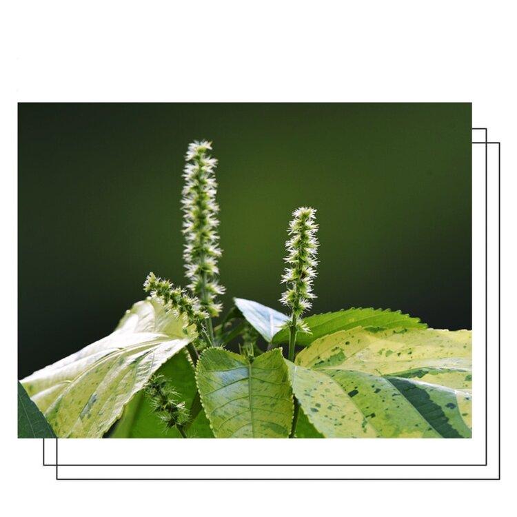 首发多姿多彩的庭院观赏植物乳叶红桑2