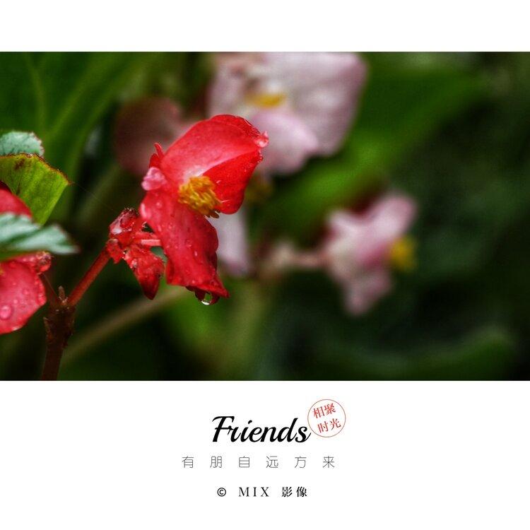 雾中花【美摄视界】