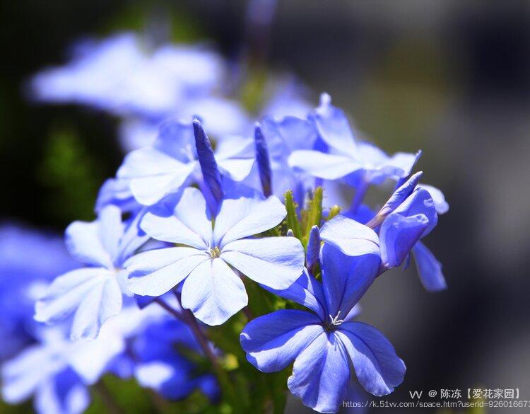 陈冻【爱花家园】