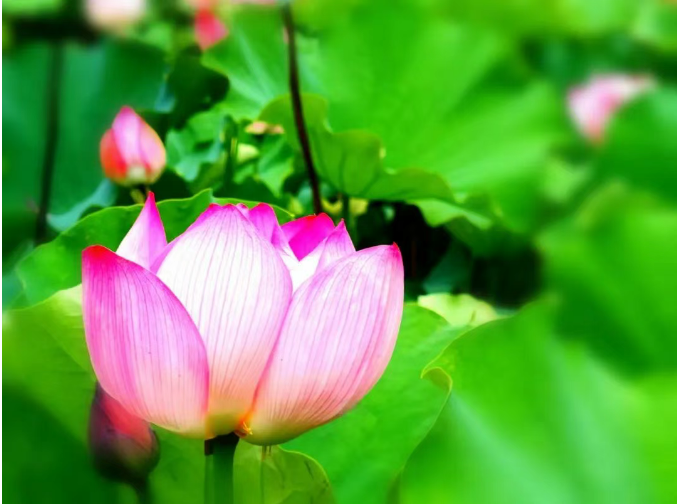 小浅🎤V娱热点