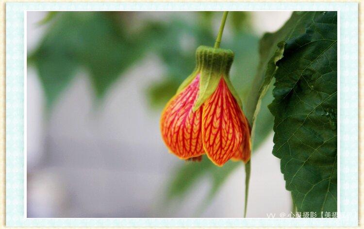 金铃花属锦葵科苘麻属植物,别名灯笼花,网花苘麻,纹瓣悬铃花等.