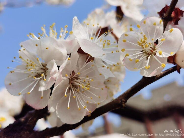 杏花(学名:prunus armeniaca),一种花,又称杏子,是杏属李亚科植物,其