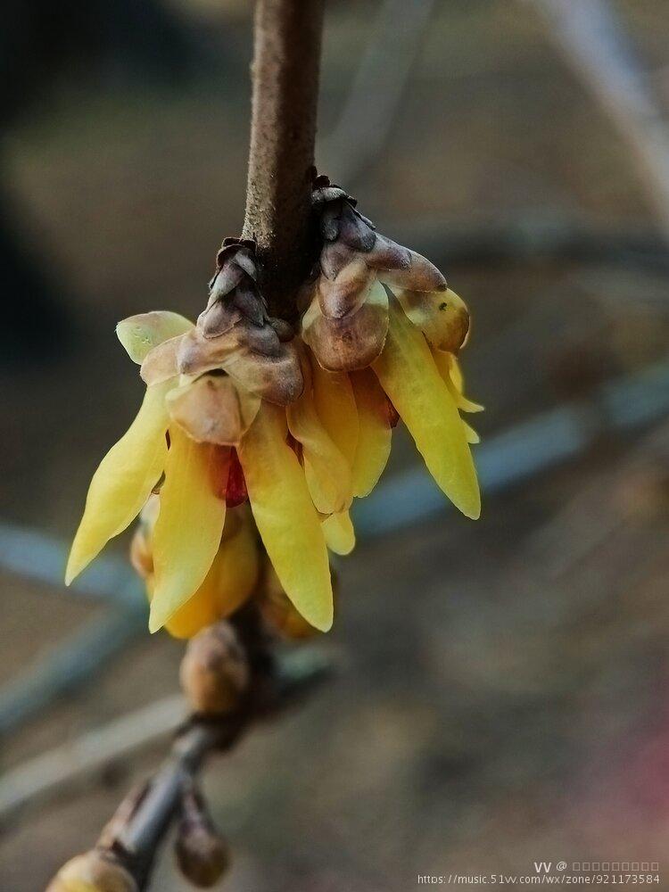 臘梅花首發