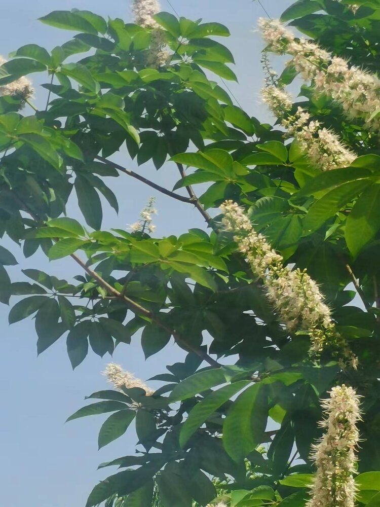 【首发】梭罗花